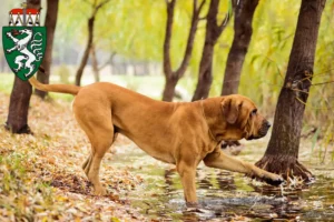 Mehr über den Artikel erfahren Fila Brasileiro Züchter und Welpen in der Steiermark