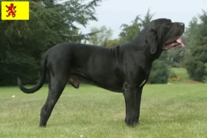 Mehr über den Artikel erfahren Fila Brasileiro Züchter und Welpen in Südholland