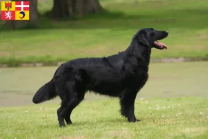 Mehr über den Artikel erfahren Flat Coated Retriever Züchter und Welpen in Auvergne-Rhône-Alpes