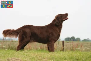 Mehr über den Artikel erfahren Flat Coated Retriever Züchter und Welpen in Bourgogne-Franche-Comté