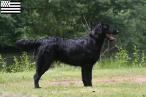 Mehr über den Artikel erfahren Flat Coated Retriever Züchter und Welpen in der Bretagne