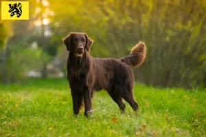 Mehr über den Artikel erfahren Flat Coated Retriever Züchter und Welpen in Flandern