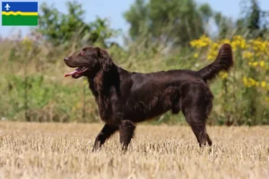 Mehr über den Artikel erfahren Flat Coated Retriever Züchter und Welpen in Flevoland