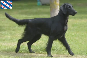 Mehr über den Artikel erfahren Flat Coated Retriever Züchter und Welpen in Friesland