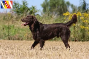 Mehr über den Artikel erfahren Flat Coated Retriever Züchter und Welpen in Grand Est