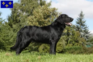 Mehr über den Artikel erfahren Flat Coated Retriever Züchter und Welpen in Île-de-France