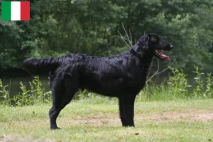 Mehr über den Artikel erfahren Flat Coated Retriever Züchter und Welpen in Italien