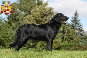 Mehr über den Artikel erfahren Flat Coated Retriever Züchter und Welpen in Kärnten