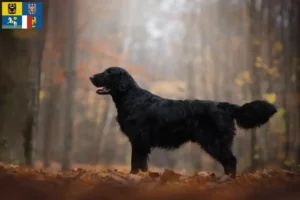 Mehr über den Artikel erfahren Flat Coated Retriever Züchter und Welpen in Mähren-Schlesien