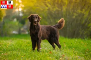 Mehr über den Artikel erfahren Flat Coated Retriever Züchter und Welpen in Mittelböhmen