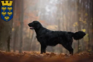 Mehr über den Artikel erfahren Flat Coated Retriever Züchter und Welpen in Niederösterreich