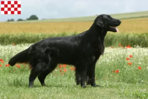 Mehr über den Artikel erfahren Flat Coated Retriever Züchter und Welpen in Nordbrabant