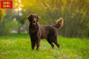 Mehr über den Artikel erfahren Flat Coated Retriever Züchter und Welpen in der Normandie