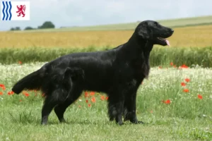 Mehr über den Artikel erfahren Flat Coated Retriever Züchter und Welpen in Nouvelle-Aquitaine