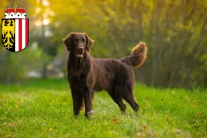 Mehr über den Artikel erfahren Flat Coated Retriever Züchter und Welpen in Oberösterreich