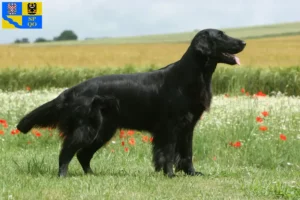 Mehr über den Artikel erfahren Flat Coated Retriever Züchter und Welpen in Olmütz