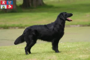 Mehr über den Artikel erfahren Flat Coated Retriever Züchter und Welpen in Pardubice