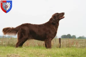 Mehr über den Artikel erfahren Flat Coated Retriever Züchter und Welpen in Pays de la Loire