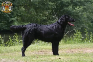 Mehr über den Artikel erfahren Flat Coated Retriever Züchter und Welpen in Prag