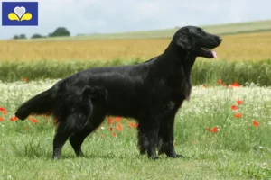 Mehr über den Artikel erfahren Flat Coated Retriever Züchter und Welpen in Region Brüssel-Hauptstadt