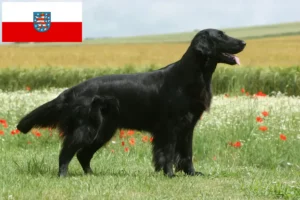 Mehr über den Artikel erfahren Flat Coated Retriever Züchter und Welpen in Thüringen