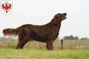 Mehr über den Artikel erfahren Flat Coated Retriever Züchter und Welpen in Tirol