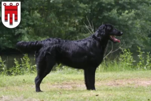 Mehr über den Artikel erfahren Flat Coated Retriever Züchter und Welpen in Vorarlberg