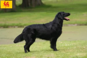 Mehr über den Artikel erfahren Flat Coated Retriever Züchter und Welpen in Wallonische Region