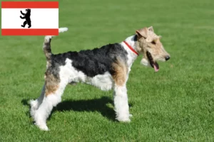 Mehr über den Artikel erfahren Foxterrier Züchter und Welpen in Berlin