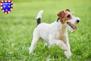 Mehr über den Artikel erfahren Foxterrier Züchter und Welpen in Centre-Val de Loire