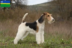 Mehr über den Artikel erfahren Foxterrier Züchter und Welpen in Flevoland