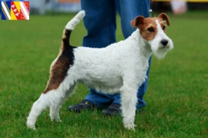 Mehr über den Artikel erfahren Foxterrier Züchter und Welpen in Grand Est