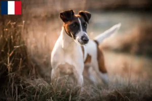 Mehr über den Artikel erfahren Foxterrier Züchter und Welpen in Guadeloupe