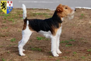 Mehr über den Artikel erfahren Foxterrier Züchter und Welpen in Hauts-de-France