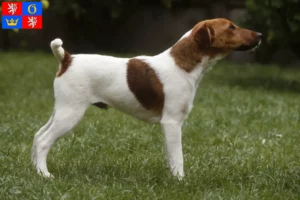 Mehr über den Artikel erfahren Foxterrier Züchter und Welpen in Hradec Králové