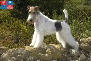 Mehr über den Artikel erfahren Foxterrier Züchter und Welpen in Karlsbad