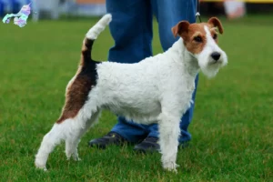 Mehr über den Artikel erfahren Foxterrier Züchter und Welpen in Nordjylland