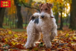 Mehr über den Artikel erfahren Foxterrier Züchter und Welpen in der Normandie