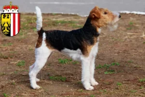 Mehr über den Artikel erfahren Foxterrier Züchter und Welpen in Oberösterreich