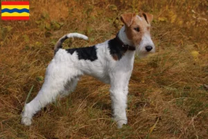 Mehr über den Artikel erfahren Foxterrier Züchter und Welpen in Overijssel