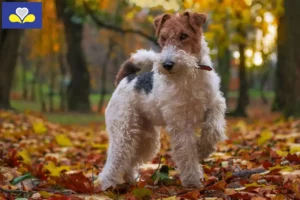 Mehr über den Artikel erfahren Foxterrier Züchter und Welpen in Region Brüssel-Hauptstadt