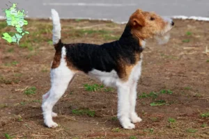 Mehr über den Artikel erfahren Foxterrier Züchter und Welpen in Sjælland