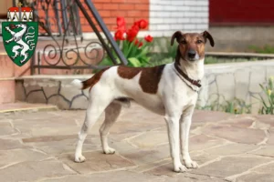 Mehr über den Artikel erfahren Foxterrier Züchter und Welpen in der Steiermark