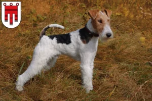 Mehr über den Artikel erfahren Foxterrier Züchter und Welpen in Vorarlberg