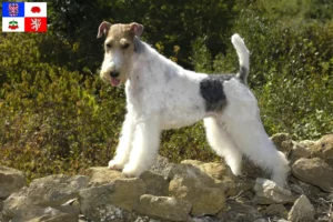 Mehr über den Artikel erfahren Foxterrier Züchter und Welpen in Vysočina