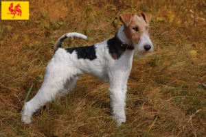 Mehr über den Artikel erfahren Foxterrier Züchter und Welpen in Wallonische Region