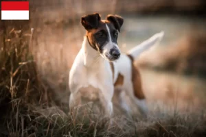 Mehr über den Artikel erfahren Foxterrier Züchter und Welpen in Wien