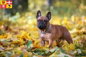 Mehr über den Artikel erfahren Französische Bulldogge Züchter und Welpen in Auvergne-Rhône-Alpes