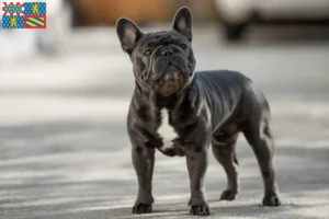 Mehr über den Artikel erfahren Französische Bulldogge Züchter und Welpen in Bourgogne-Franche-Comté