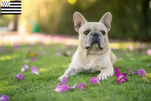 Mehr über den Artikel erfahren Französische Bulldogge Züchter und Welpen in der Bretagne